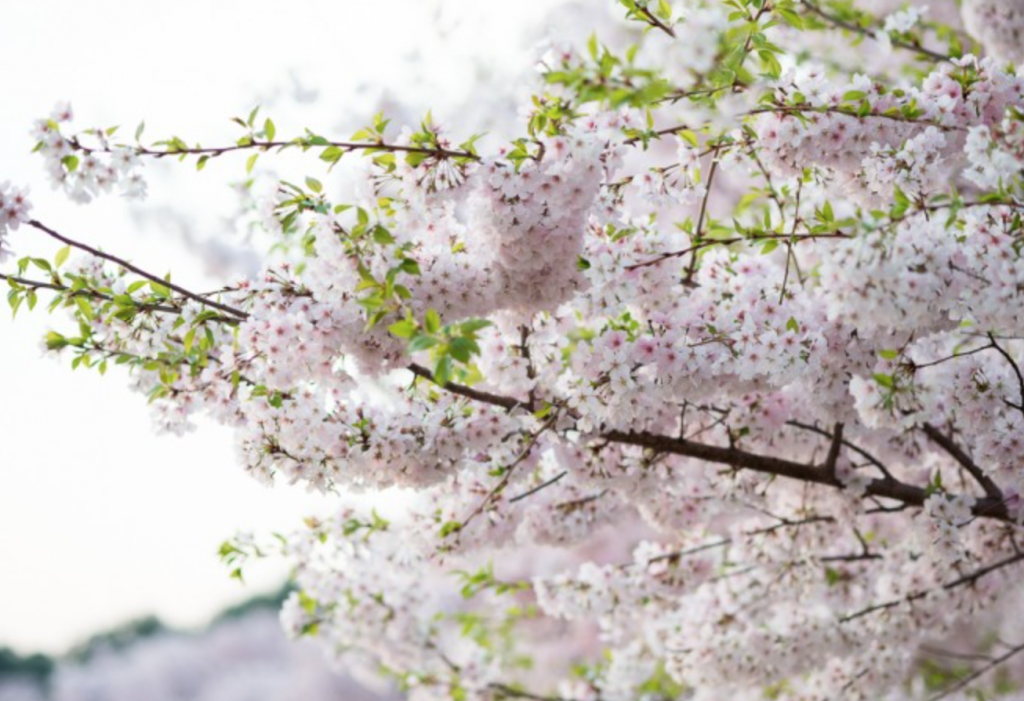 CHERRY BLOSSOM IMAGE